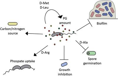 New Insights Into the Mechanisms and Biological Roles of D-Amino Acids in Complex Eco-Systems